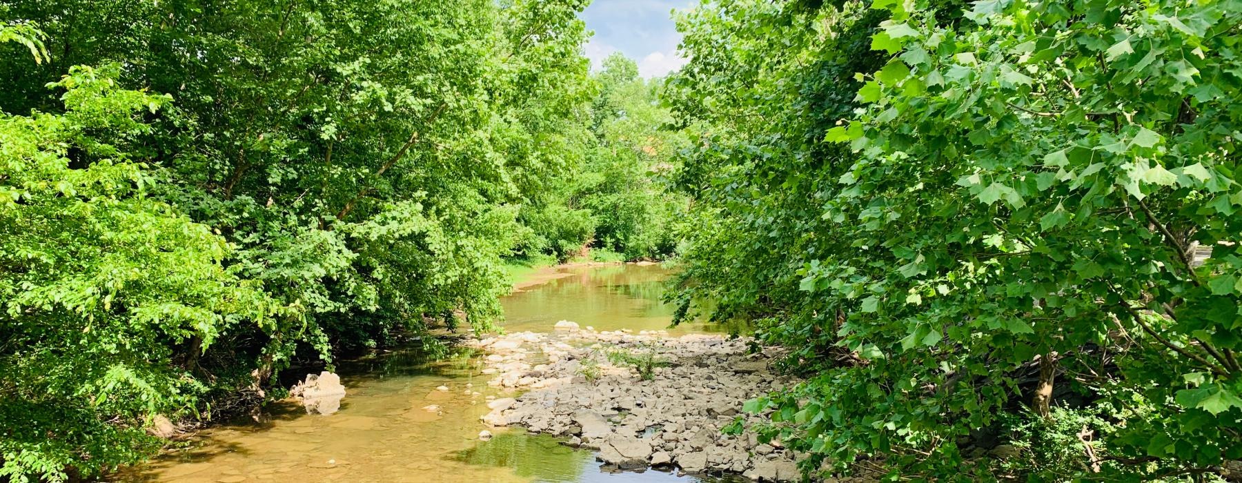 a river with trees on the side